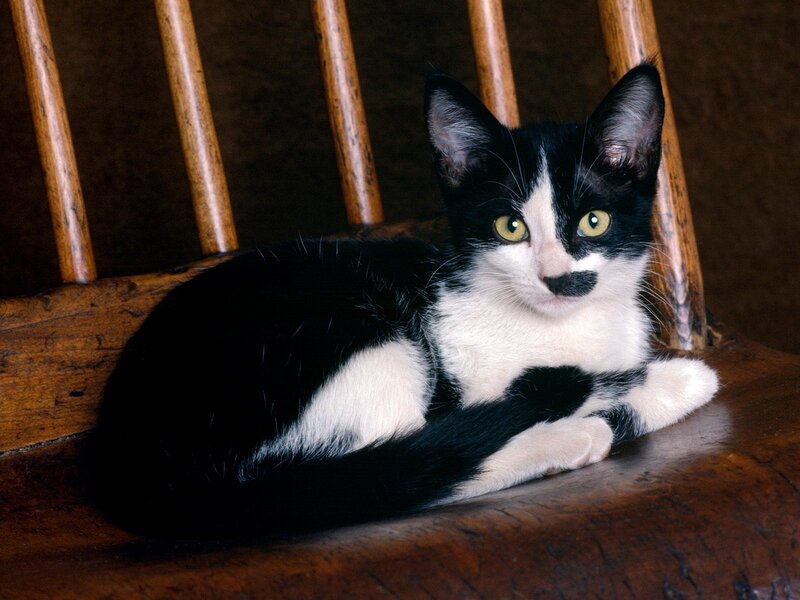black and white kitten on chair