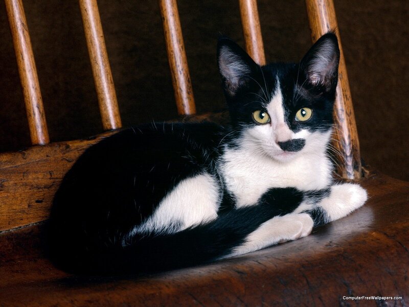 black and white kitten on chair