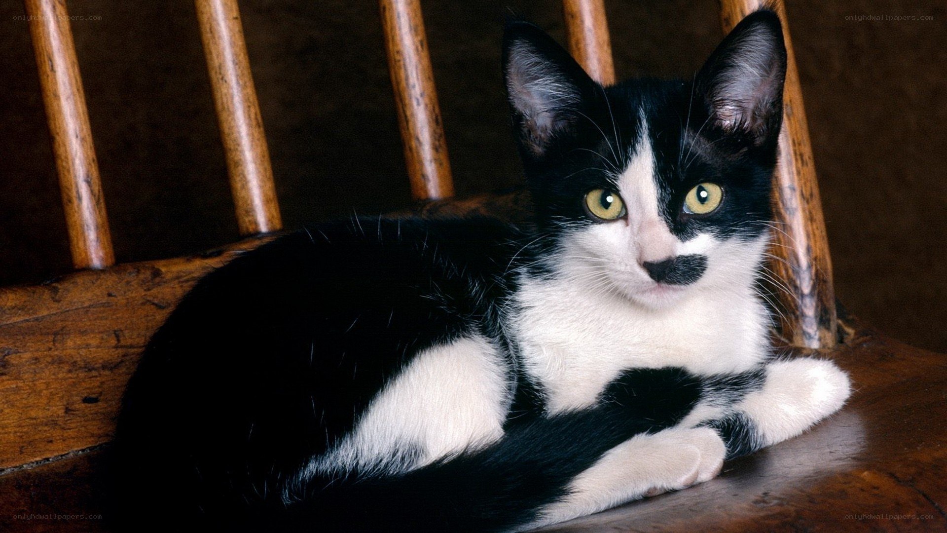 black and white kitten on chair