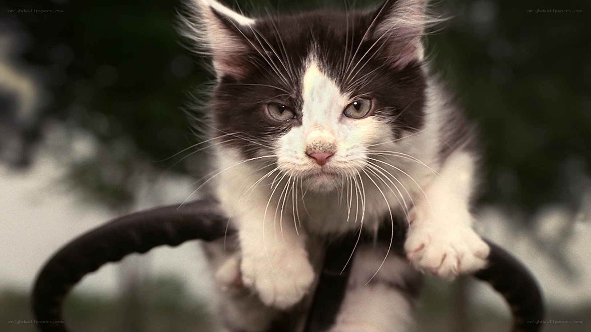 black and white kitten on handlebars