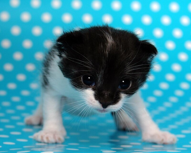 Black and white kitten on polka dots