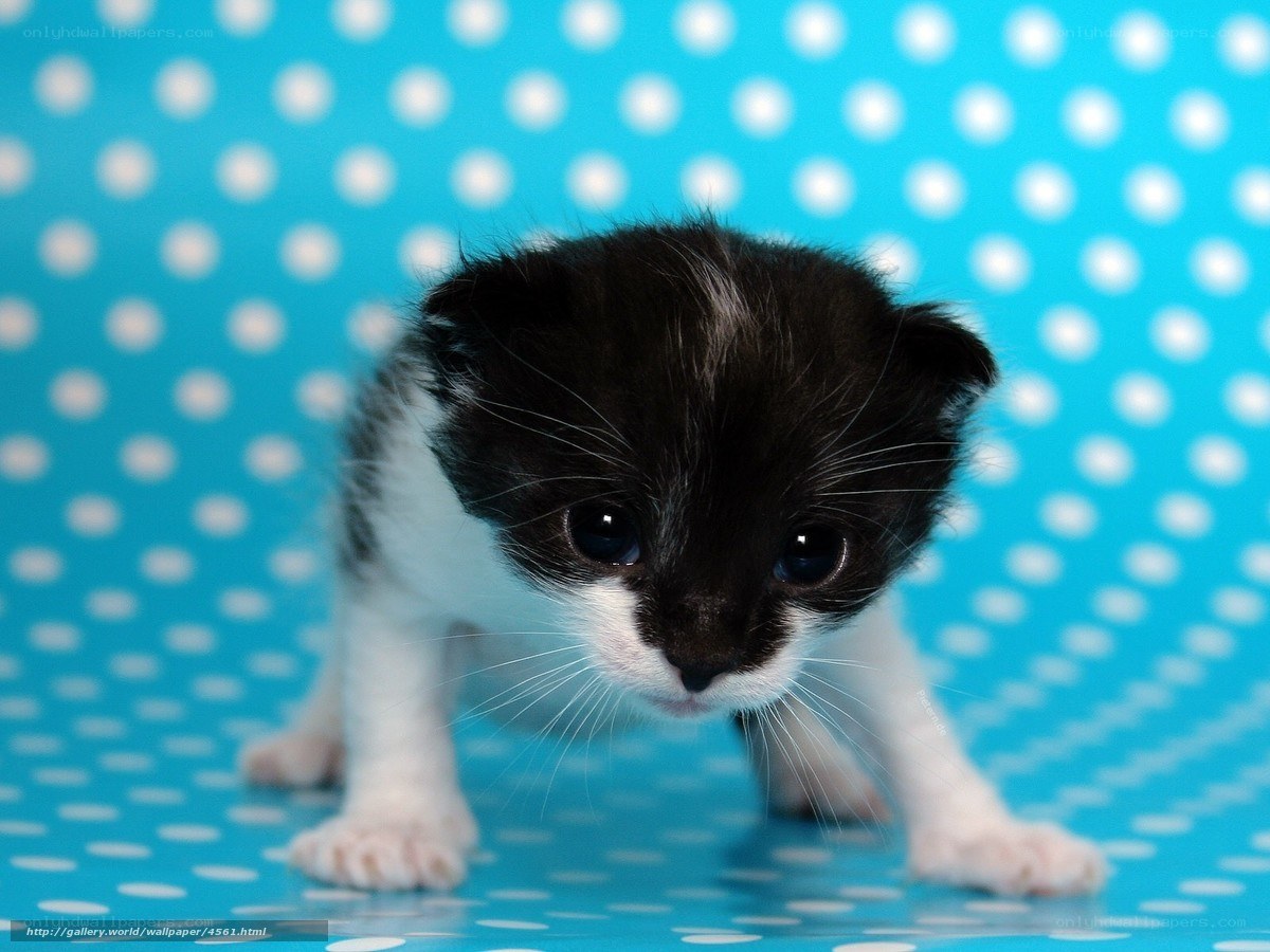 black and white kitten on polka dots