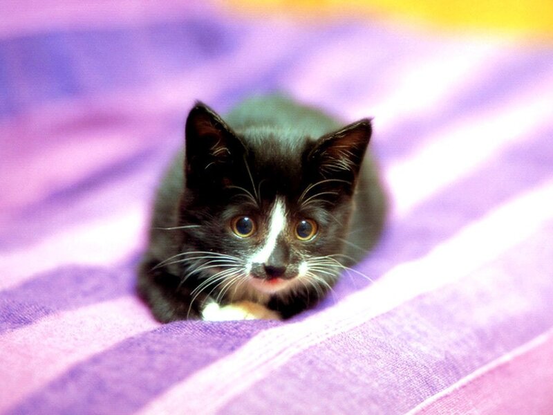 black and white kitten on purple blanket
