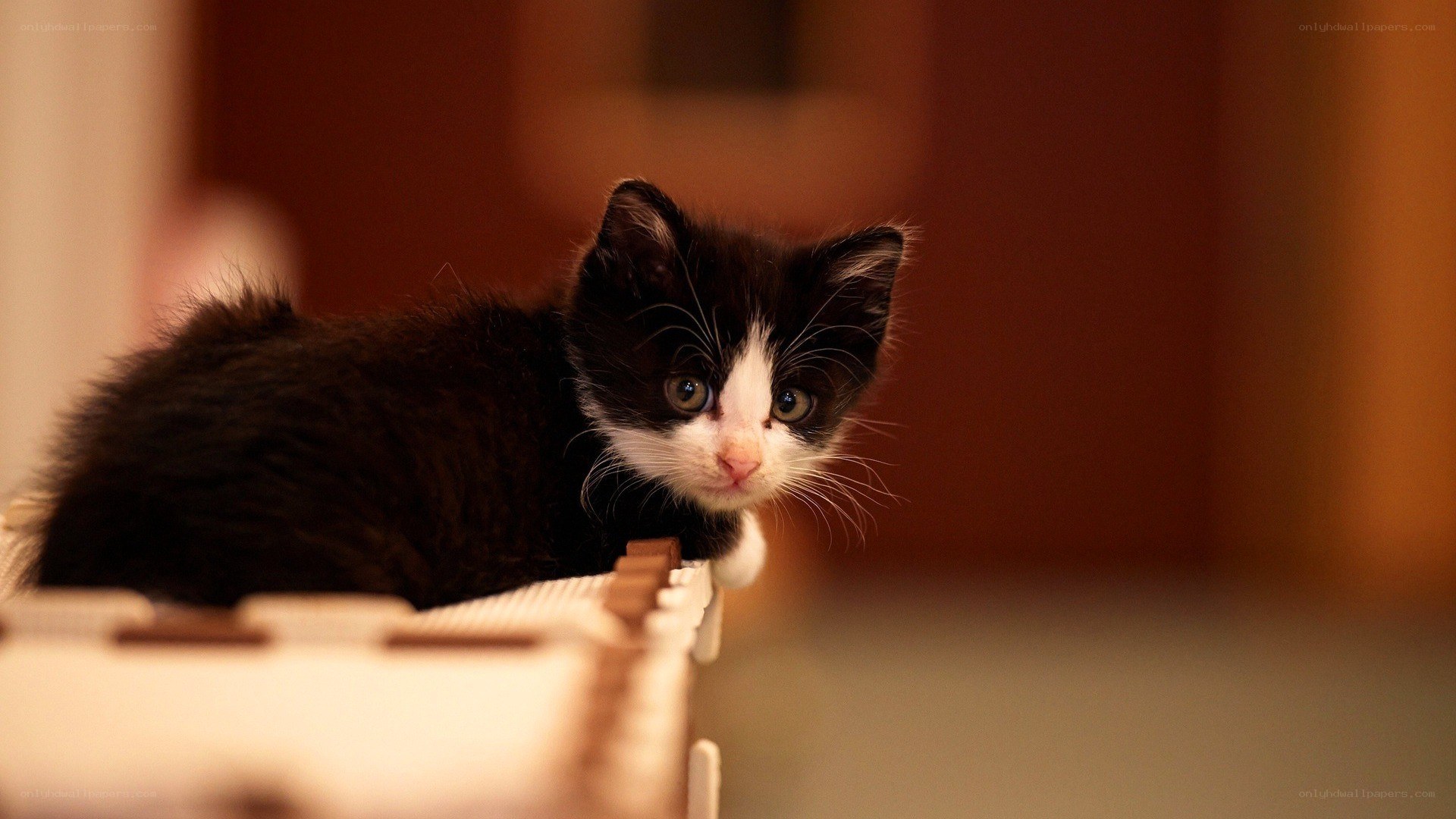 black and white kitten on shelf