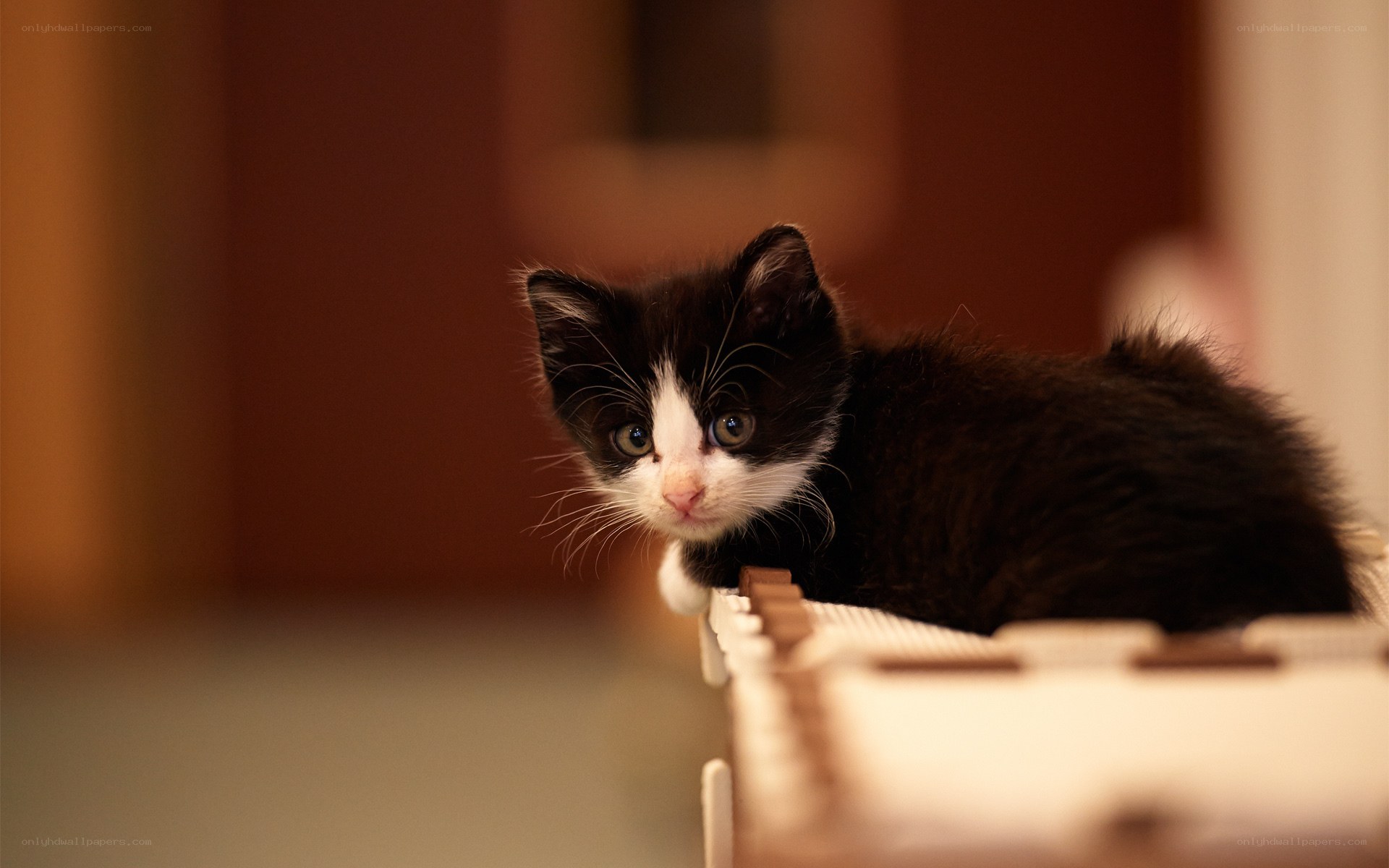 black and white kitten on shelf