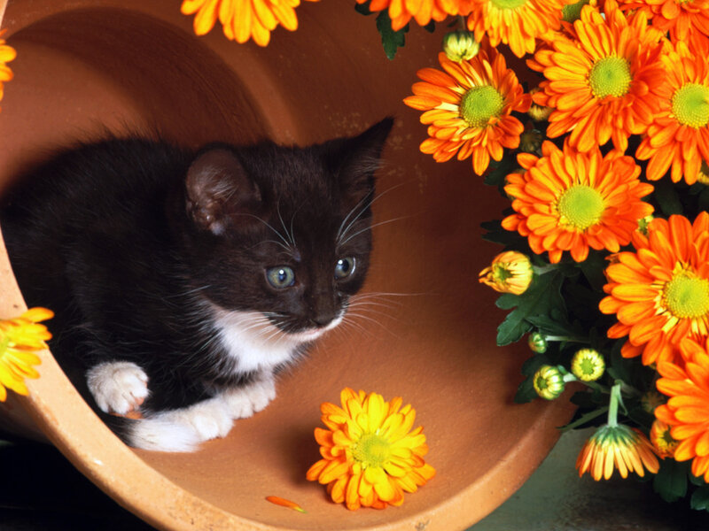 Black and White Kitten — Orange