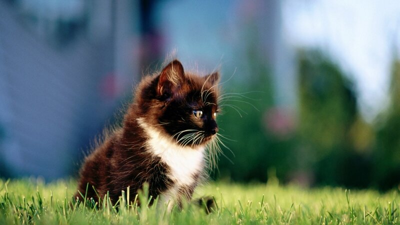Black and White Kitten — Outdoor
