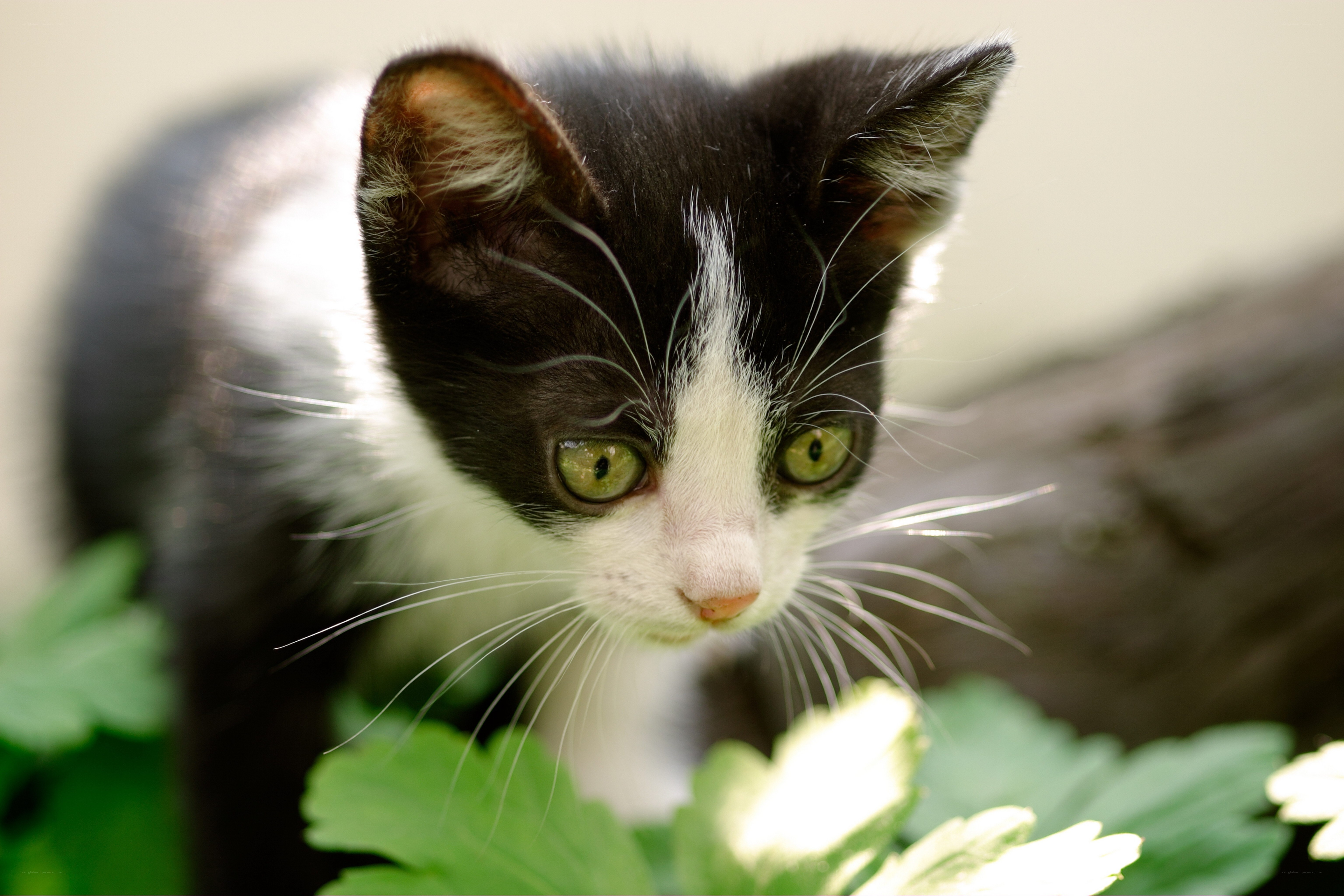 black and white kitten outdoors
