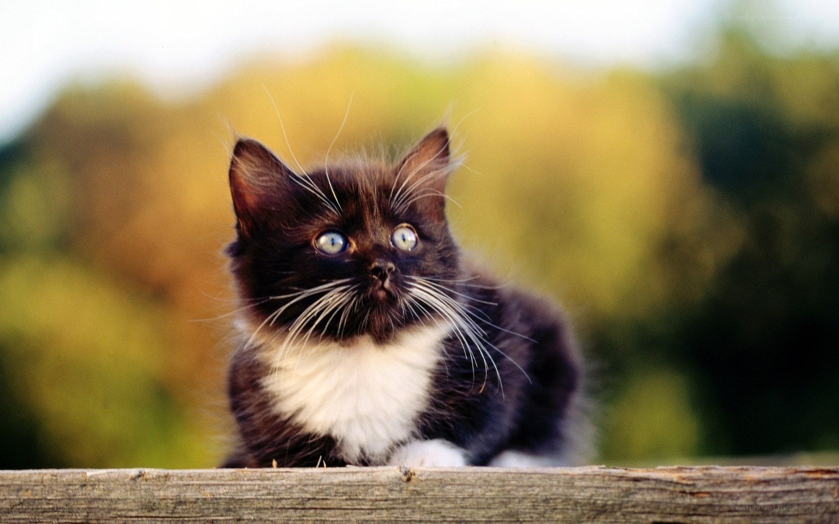 black and white kitten outdoors