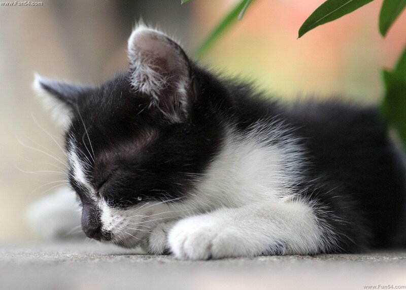 Black and White Kitten — Peaceful, Afternoon