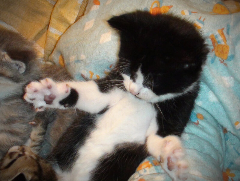 Black and White Kitten — Peaceful, Photograph, Blanket