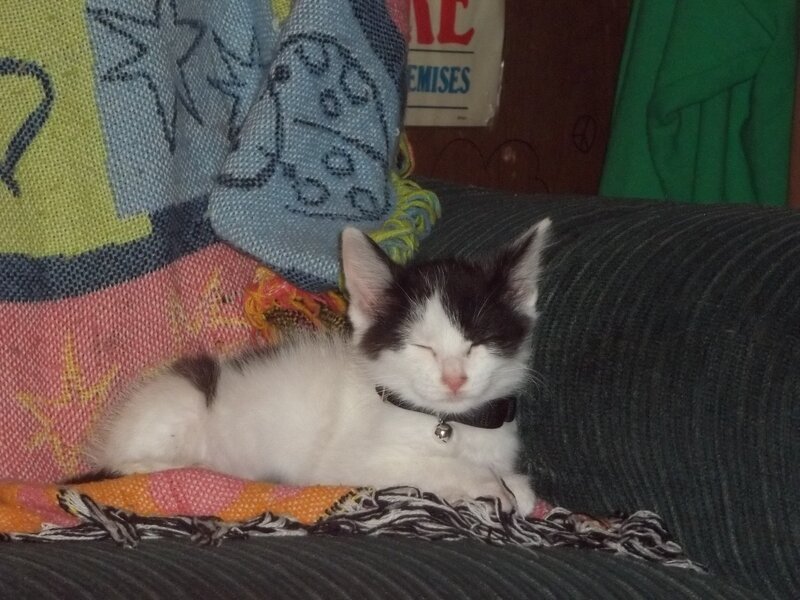 Black and White Kitten — Peaceful, Photograph, Cat