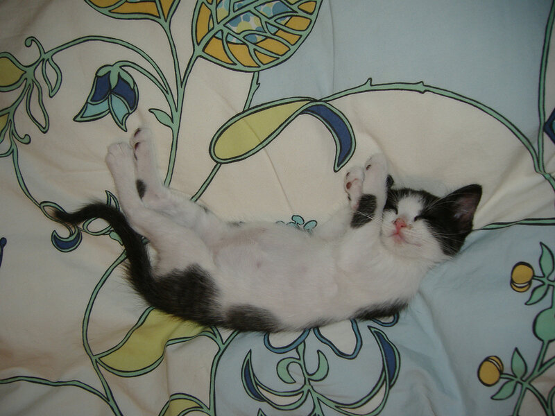 Black and White Kitten — Peaceful, Photograph, Pillow