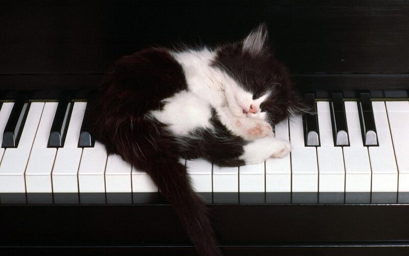 Black and White Kitten — Peaceful, Photograph