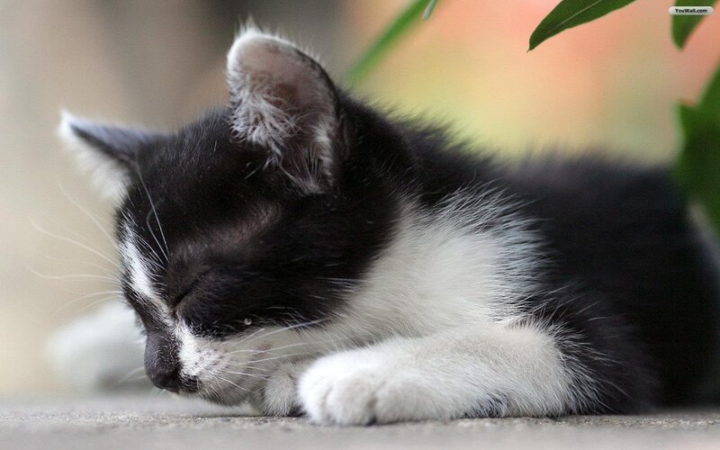 Black and White Kitten — Peaceful