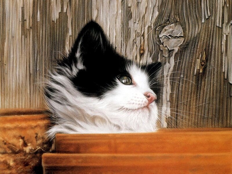 black and white kitten peeking