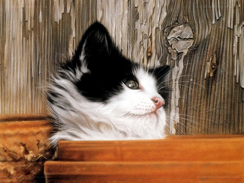 black and white kitten peeking