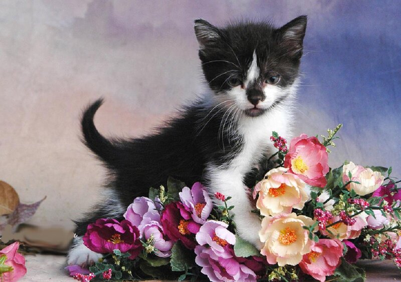 Black and White Kitten — Pink, Calm, Photograph