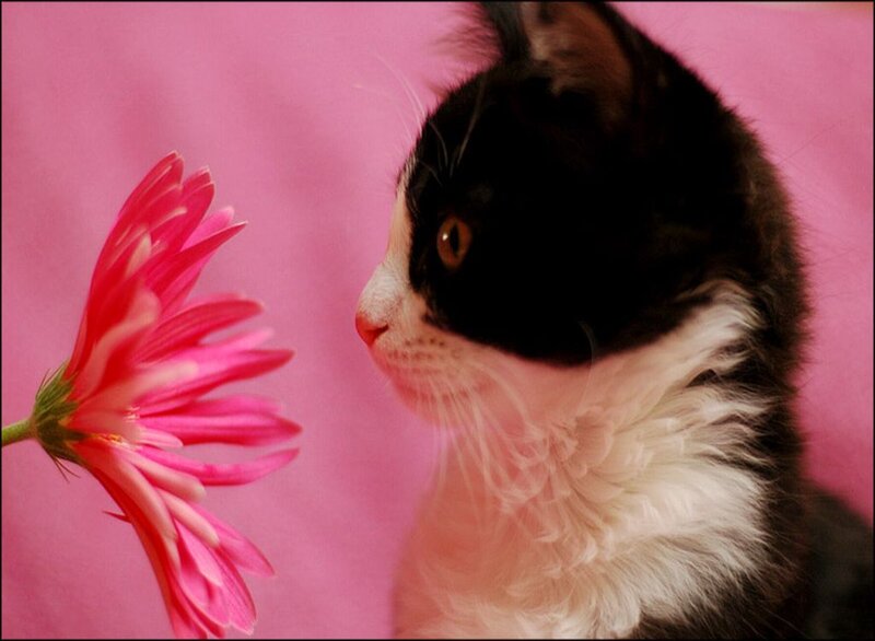 Black and White Kitten — Pink, Calm