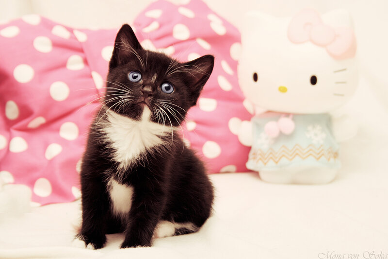 Black and White Kitten — Pink, Innocent