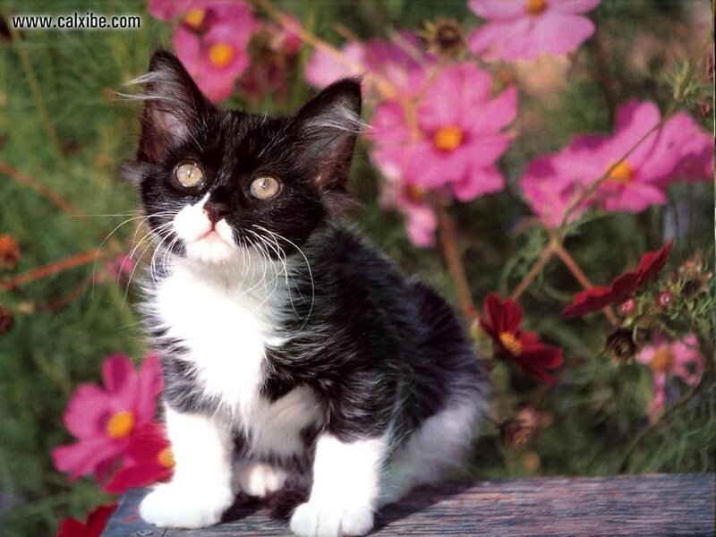 Black and White Kitten — Pink
