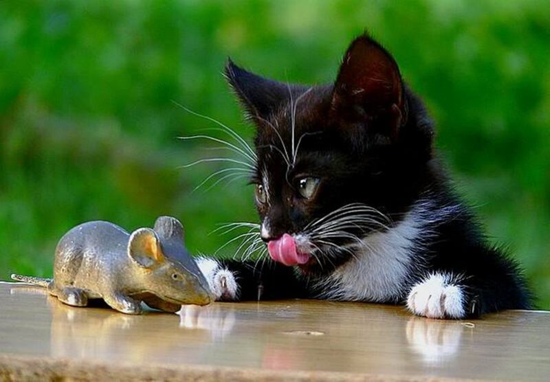 Black and White Kitten — Playful, Afternoon