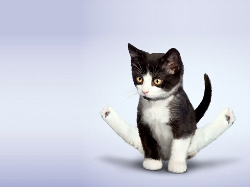 Black and White Kitten — Playful, Photograph, Cat, Paws