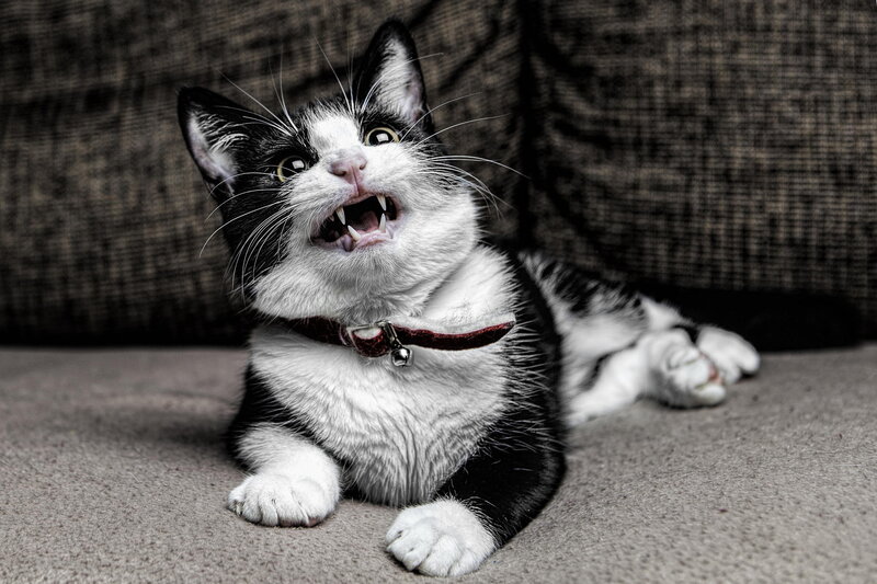 Black and White Kitten — Playful, Photograph, Collar