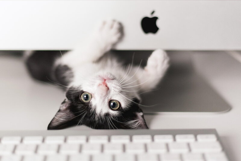 Black and White Kitten — Playful, Photograph, Computer Monitor
