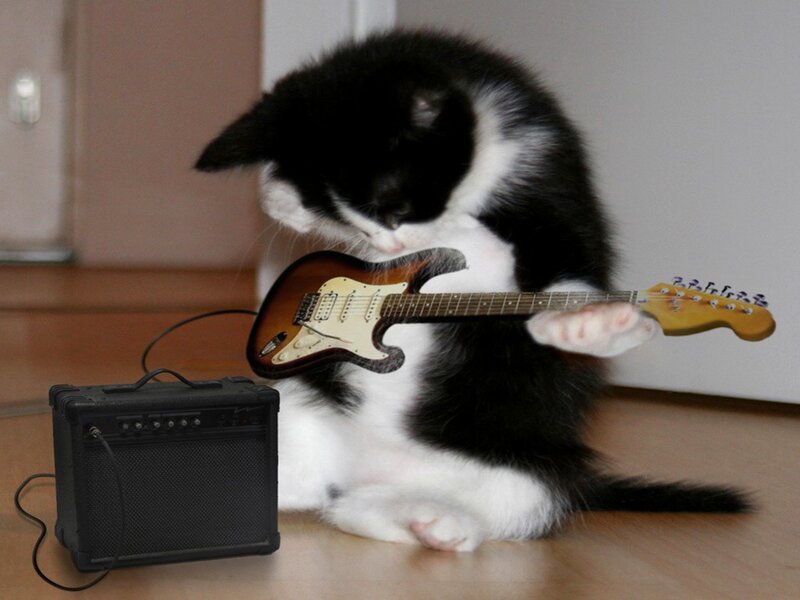 Black and White Kitten — Playful, Photograph, Guitar