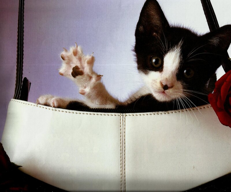 Black and White Kitten — Playful, Photograph, Handbag
