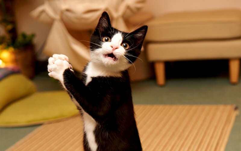 Black and White Kitten — Playful, Photograph, Paws