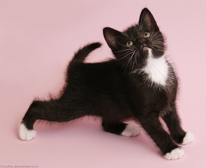 Black and White Kitten — Playful, Photograph, Pink Background
