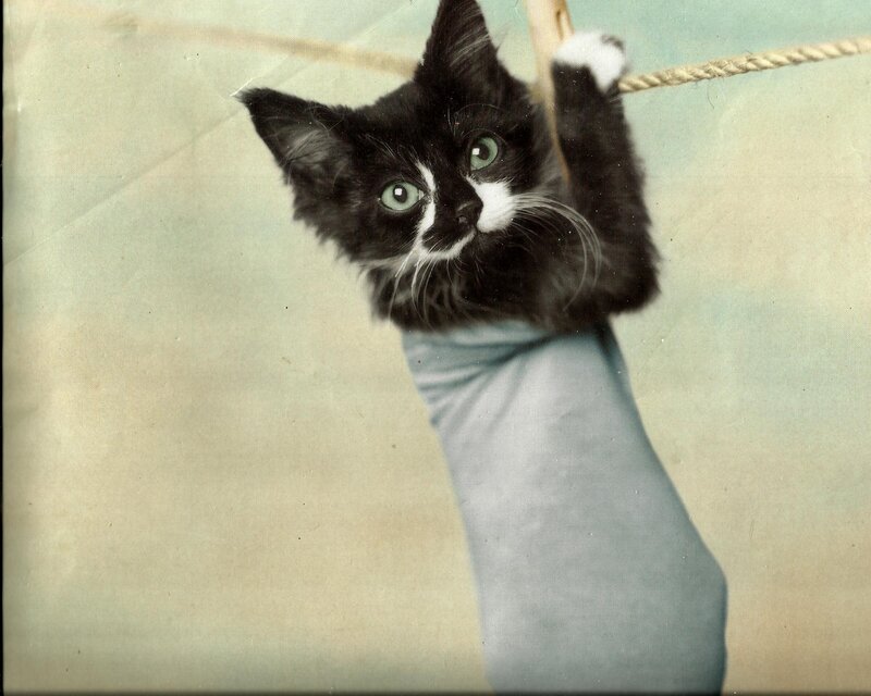 Black and White Kitten — Playful, Photograph, Rope