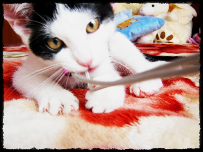 Black and White Kitten — Playful, Photograph