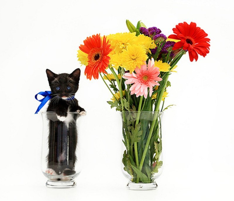 Black and White Kitten — Playful