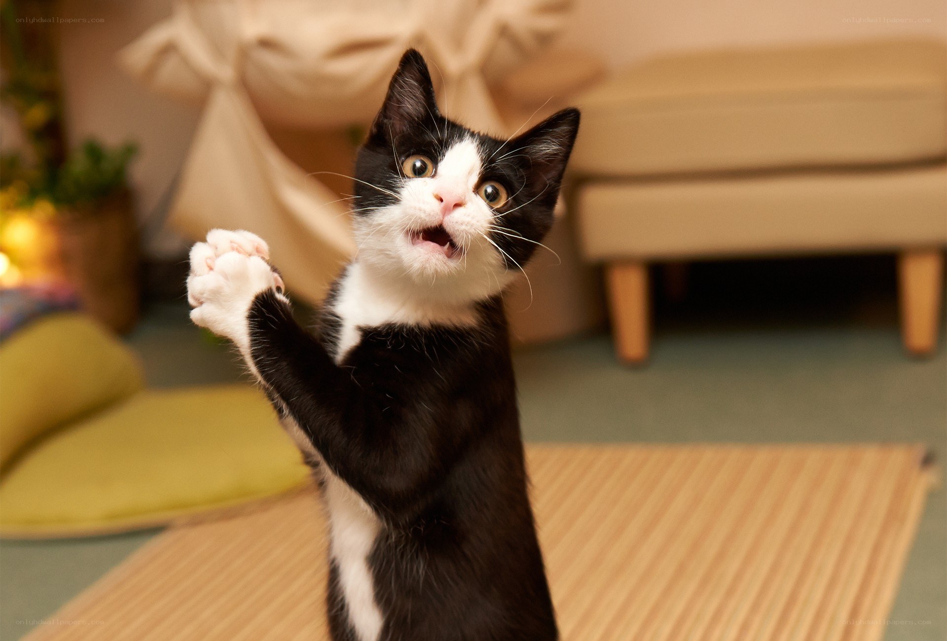 Black and white kitten playing