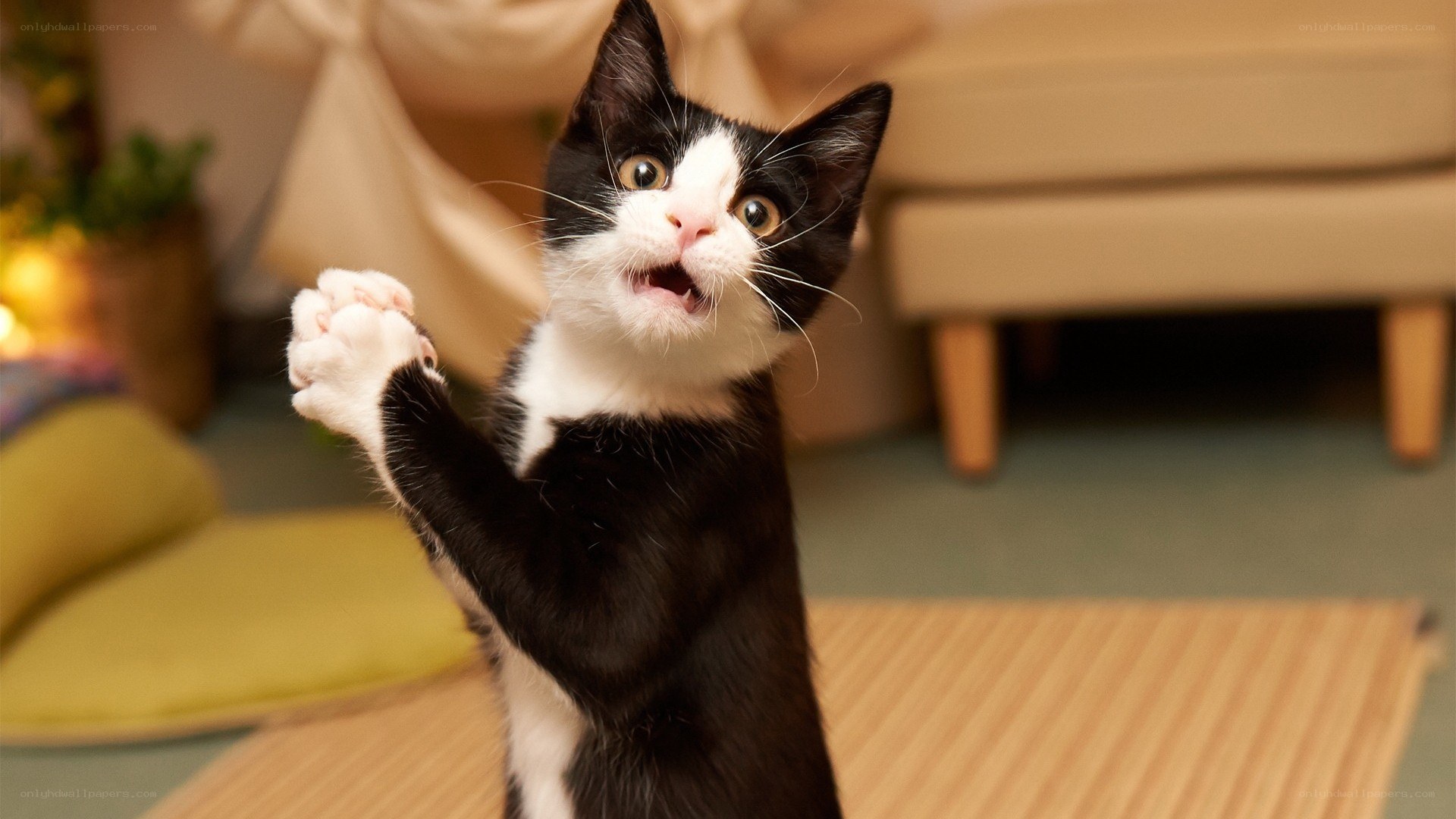 black and white kitten playing