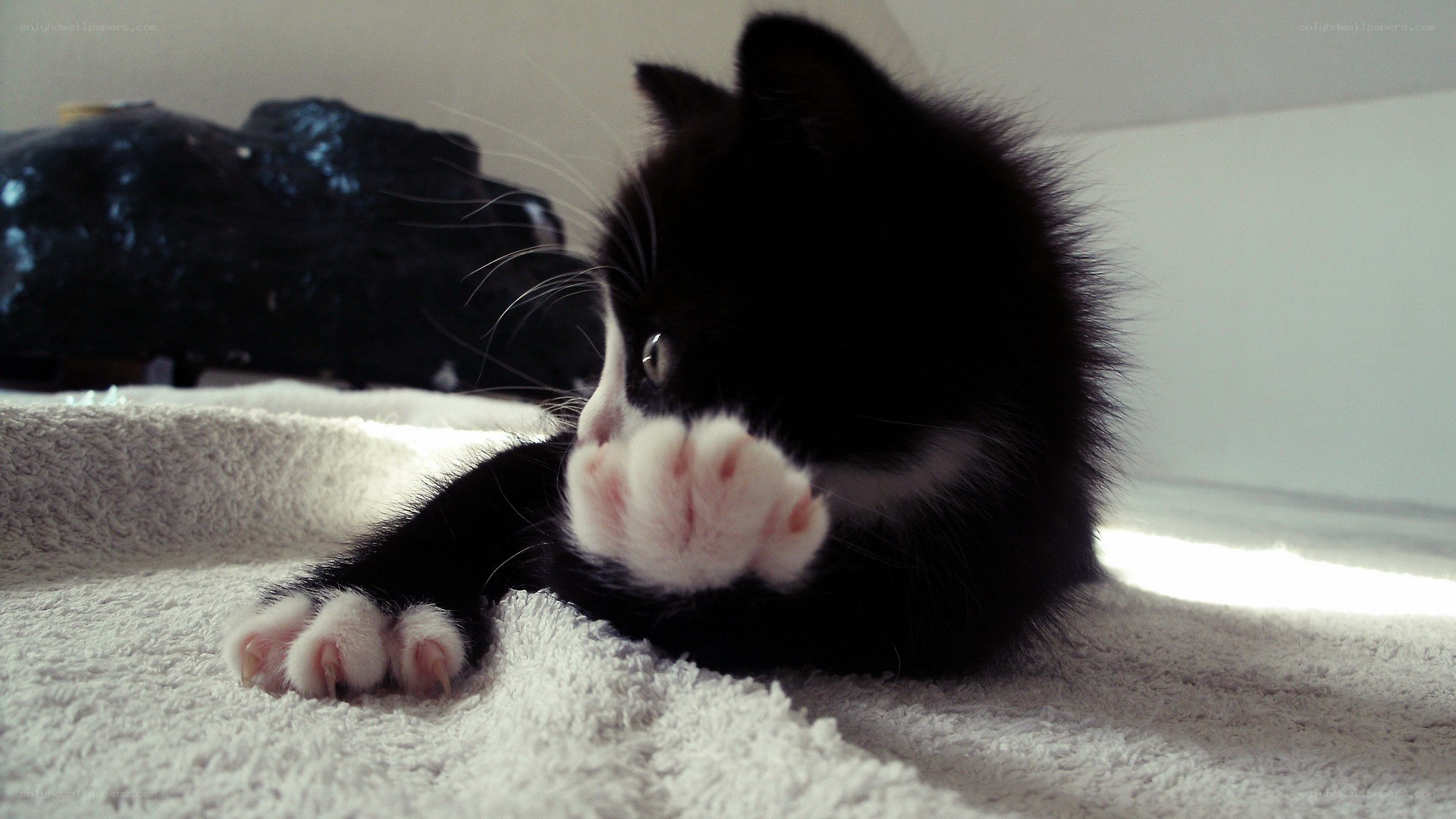 black and white kitten playing