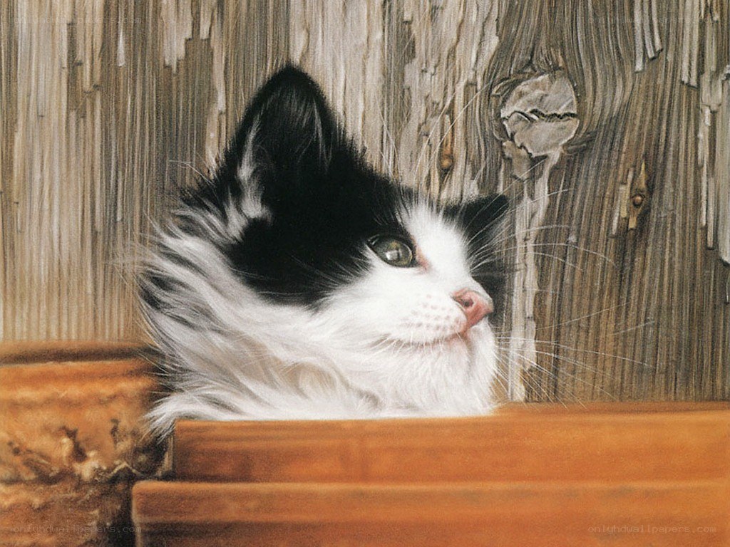 black and white kitten portrait