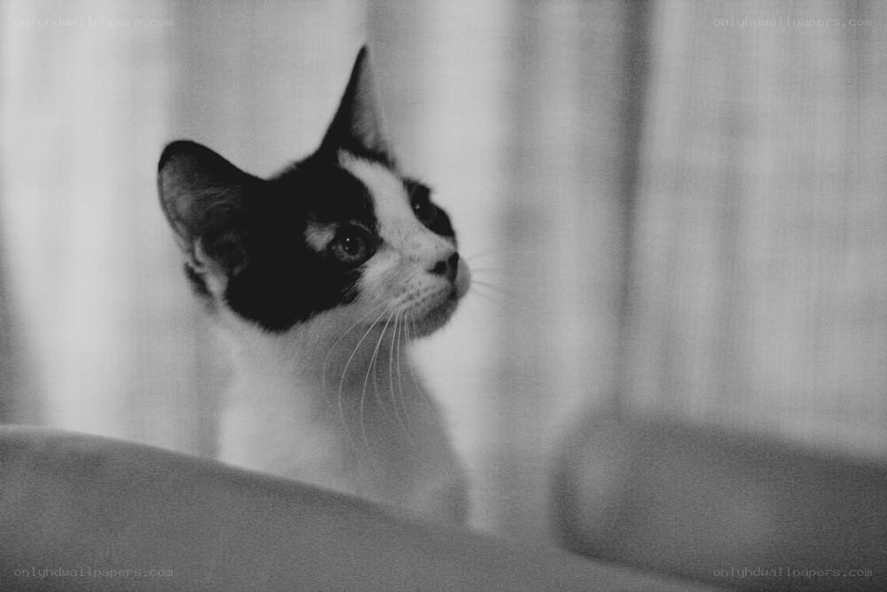 black and white kitten portrait