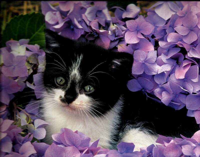 Black and White Kitten — Purple, Calm