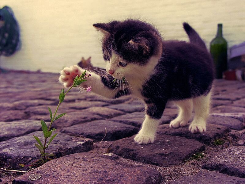 Black and White Kitten — Purple, Curious