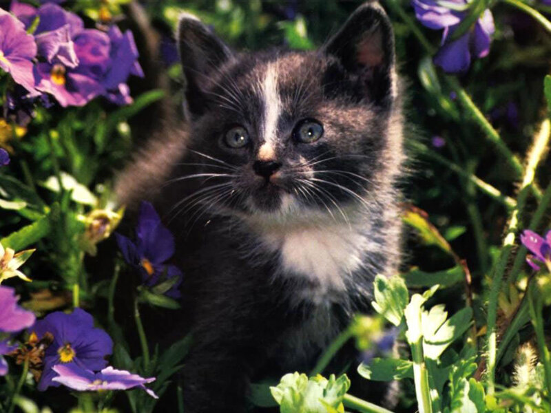 Black and White Kitten — Purple