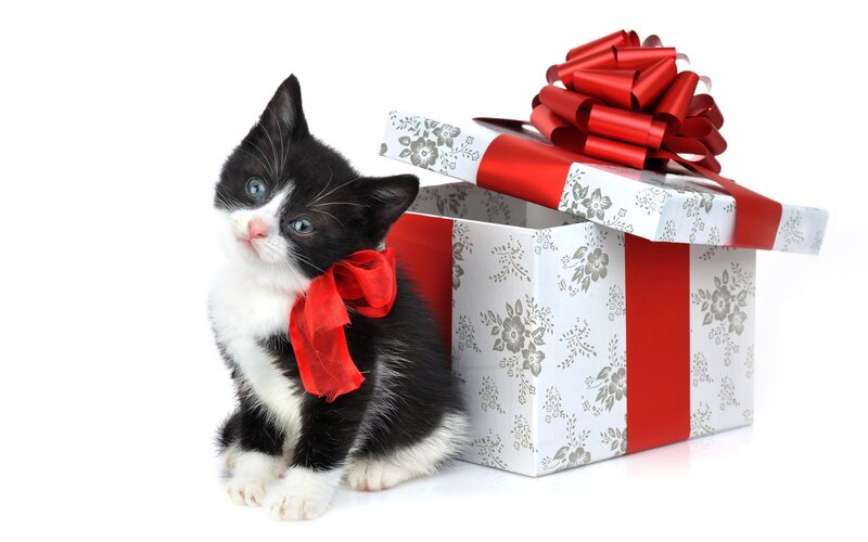 Black and White Kitten — Red Bow