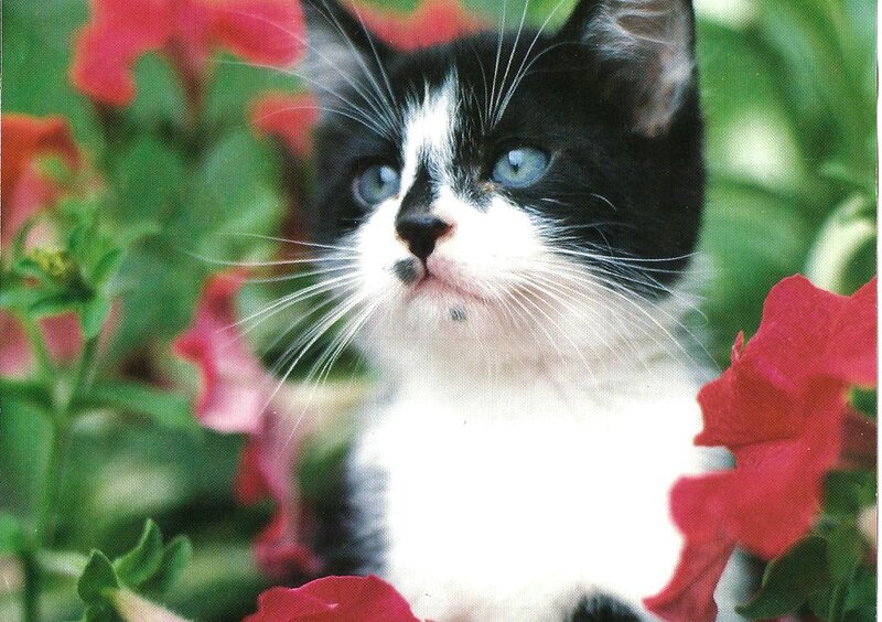 Black and White Kitten — Red, Calm, Afternoon