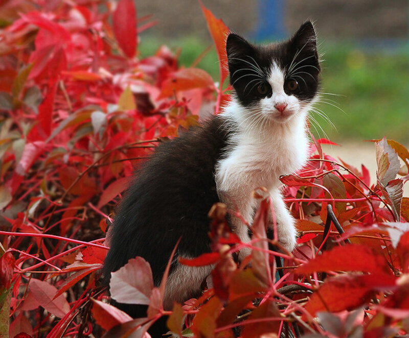 Black and White Kitten — Red, Calm, Autumn