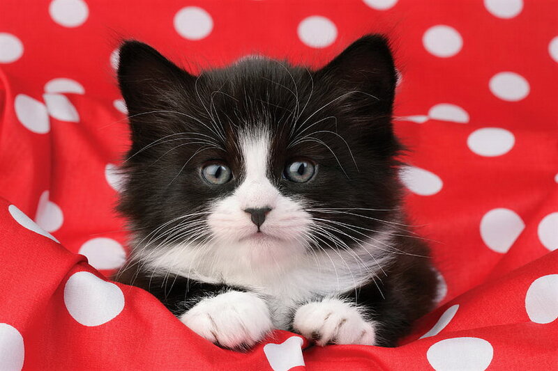Black and White Kitten — Red, Calm, Photograph, Red Blanket