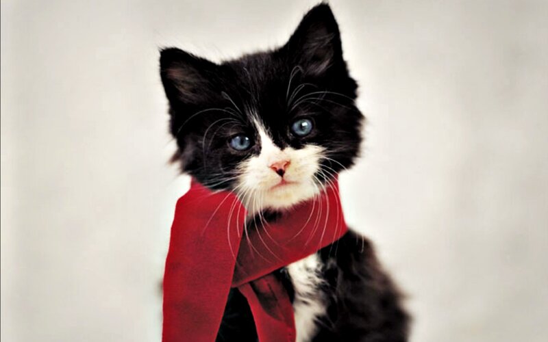 Black and White Kitten — Red, Calm, Photograph, Scarf
