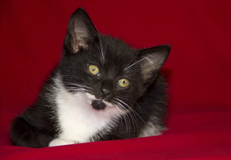 Black and White Kitten — Red, Calm, Photograph